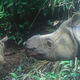The newly spotted rhino calf, with mother looking on.